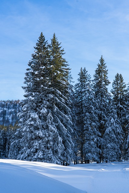 Explore Peaceful Nature Walks Near Eugene Oregon: Tranquil Trails for All