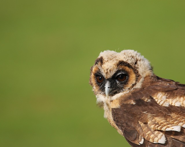 juvenile