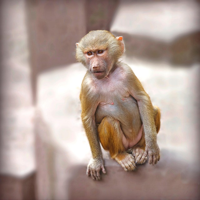 juvenile