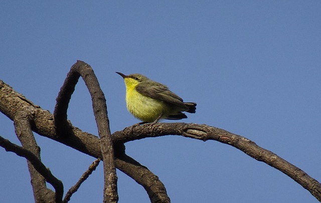 juvenile