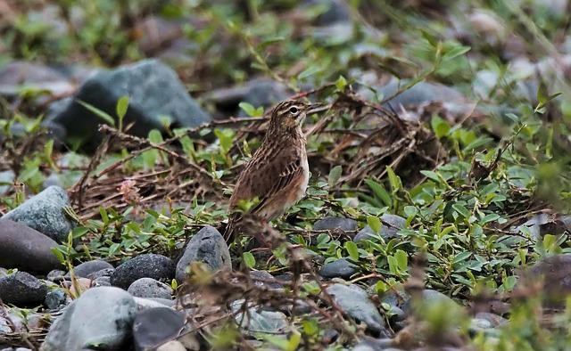 juvenile