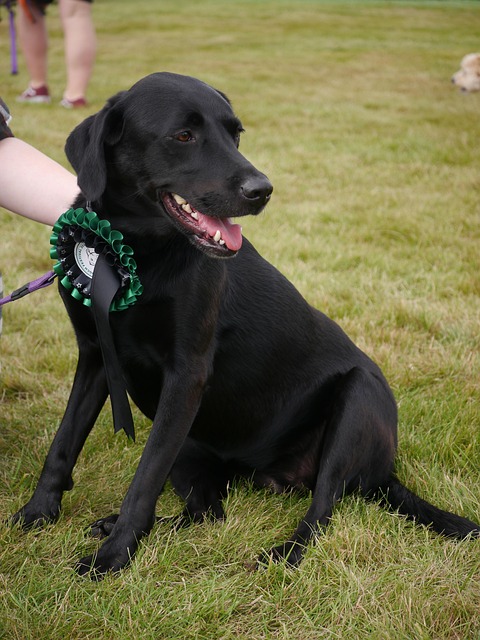 lab
