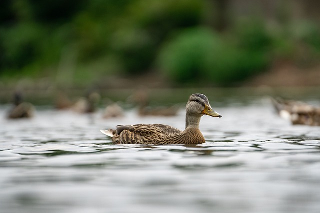 lake