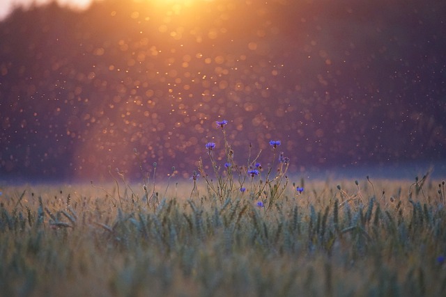 lights