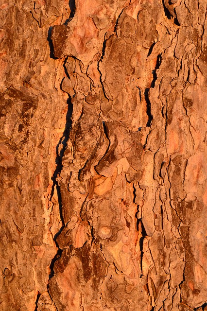logging