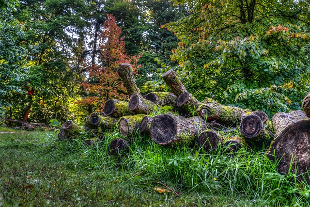 logging