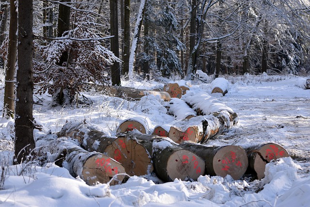 logging-timber-sawmills-forests-oregon-i-640x480-34036499.jpeg