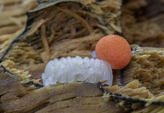 mold