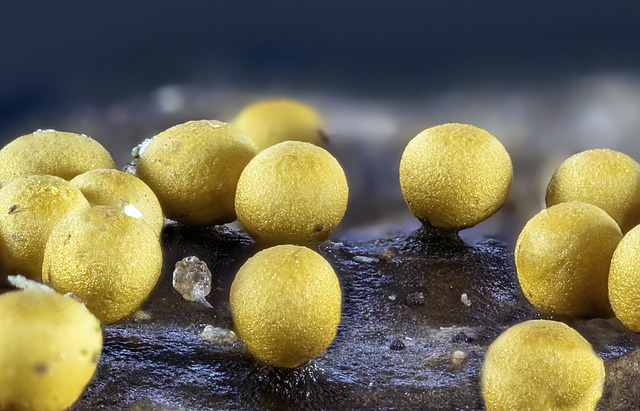 mold