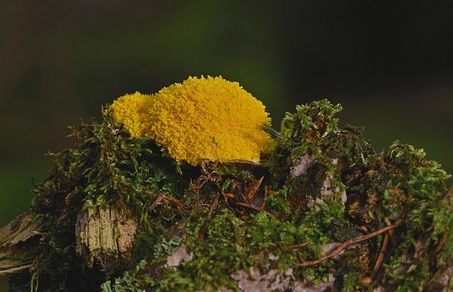 mold