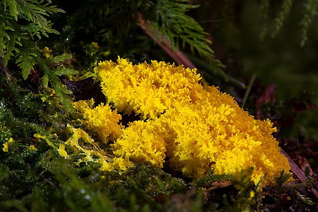 mold