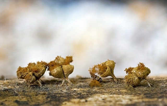 mold