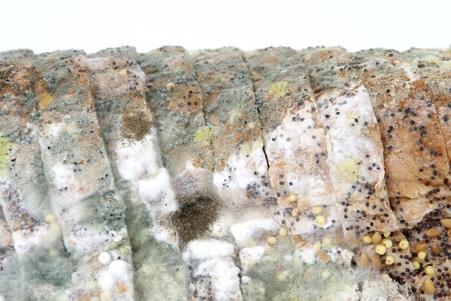 mold-moisture-house-damage-fungus-walls-640x480-99957104.jpeg