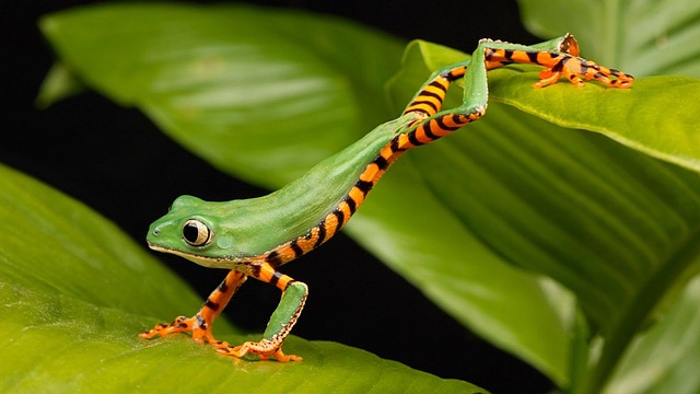 nature-640x480-81187131.jpeg
