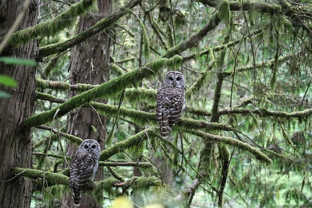 Oregon