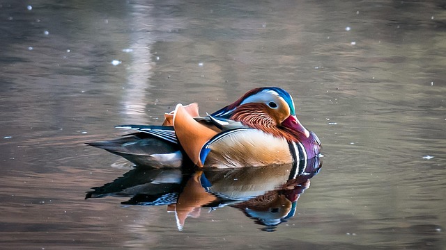 Oregon Ducks