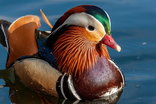 Oregon Ducks