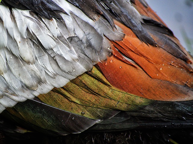 Oregon Ducks