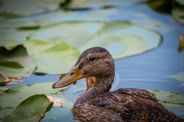 Oregon Ducks