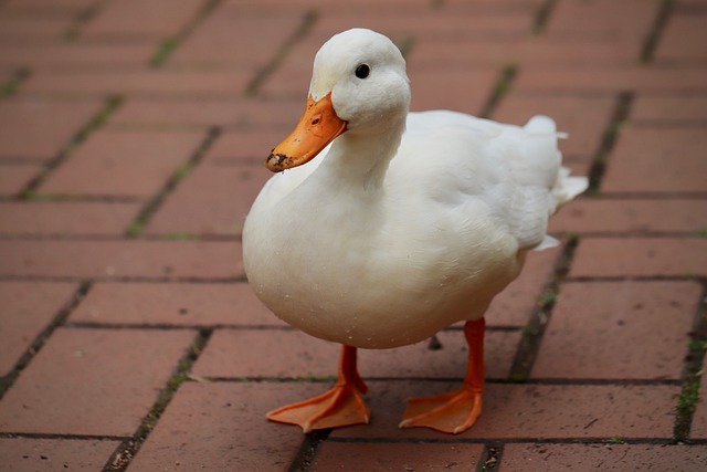 Oregon Ducks
