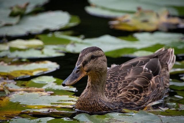 Oregon Ducks