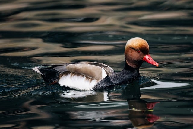 Oregon Ducks