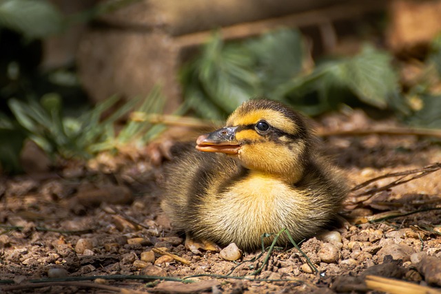 Oregon Ducks