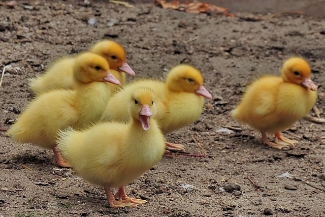 Oregon Ducks