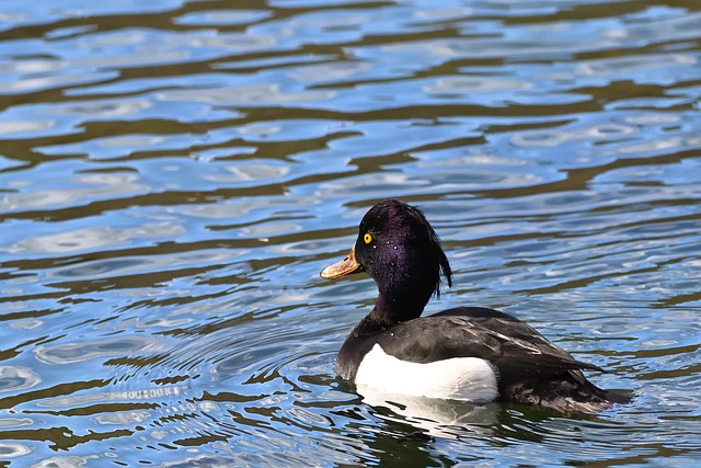 Oregon Ducks