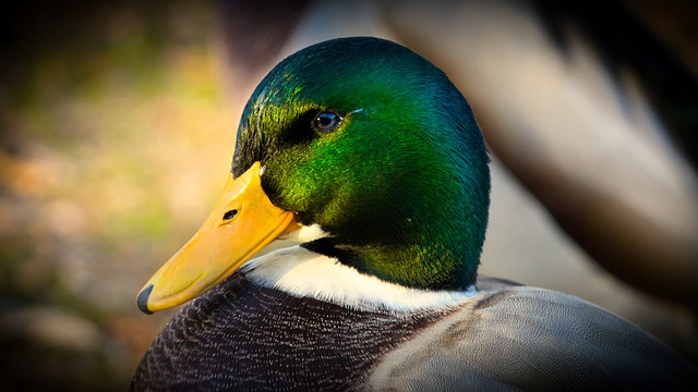Oregon Ducks