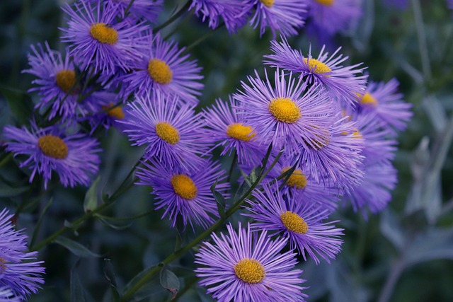 parks-gardens-nature-flowers-trees-green-640x480-21849009.jpeg