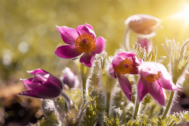 parks-gardens-nature-flowers-trees-green-640x480-2985321.jpeg