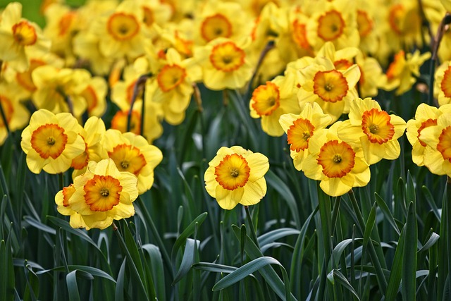 parks-gardens-nature-flowers-trees-green-640x480-37953730.jpeg