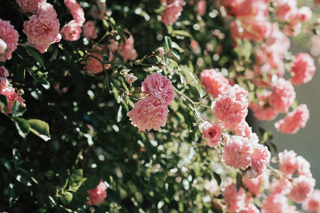 parks-gardens-nature-trails-flowers-picn-640x480-30920945.jpeg