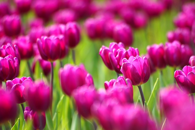 parks-gardens-nature-trails-flowers-picn-640x480-51996551.jpeg
