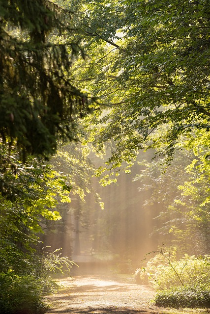 Explore Nature’s Wonders: Best Parks Eugene & Guided Walks