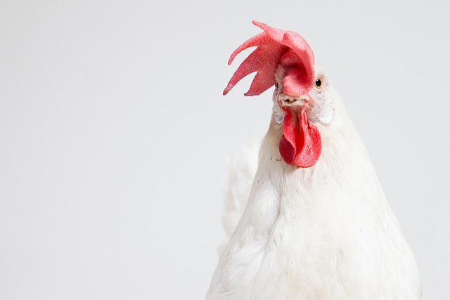 Exploring the Constraints of Social Media Impact Checks