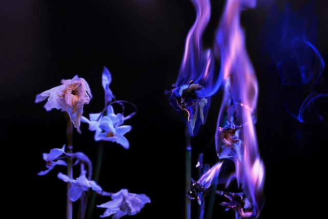 purifier