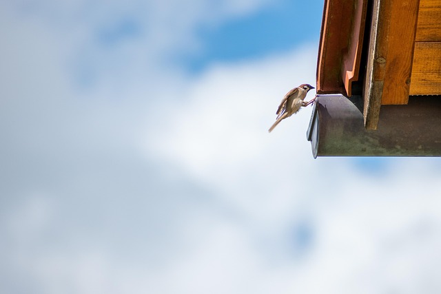 Skylight Leak Repair Eugene Oregon: Experts Guide to Watertight Solutions