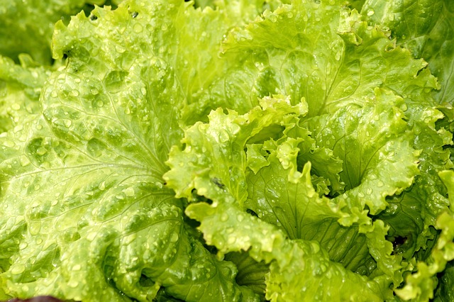 salad