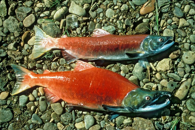 Salmon