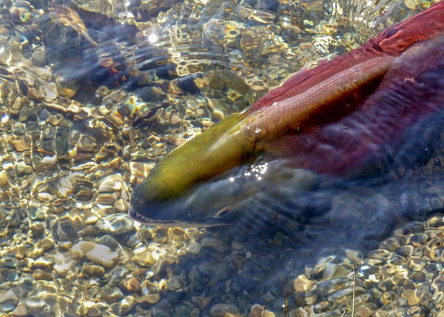 salmon-fishing-lane-river-nature-outdoor-640x480-63256241.jpeg