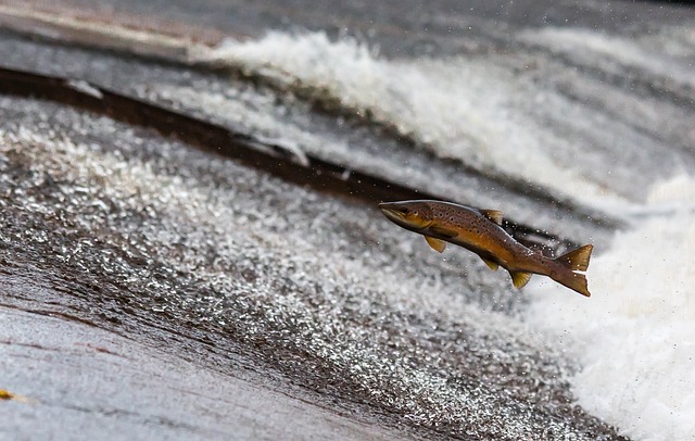 salmon-fishing-lane-river-nature-outdoor-640x480-95209564.jpeg