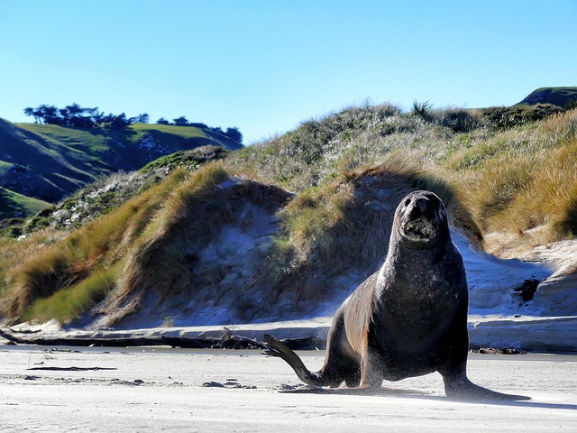 Sea Lion Caves: Unveiling Coastal Paradise for Wildlife Enthusiasts