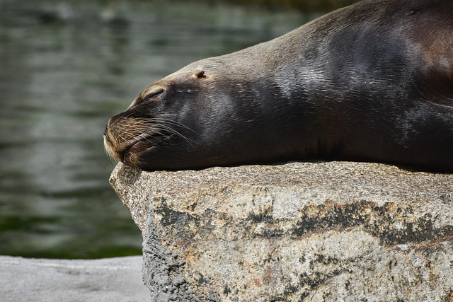 sea-lions-caves-ocean-wildlife-marine-ge-640x480-89024857.jpeg