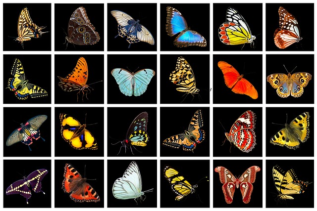 selection