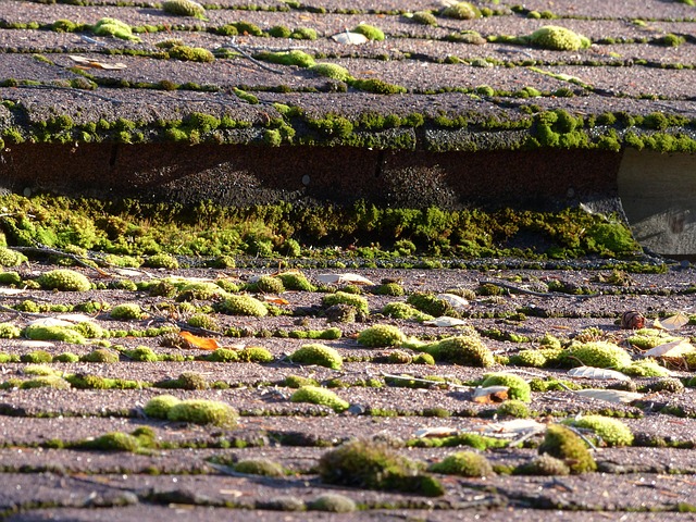 shingle roof