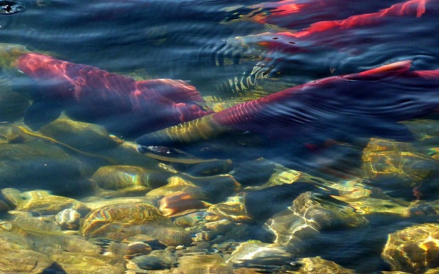 Unveiling Siuslaw River Fishing Traditions: A Comprehensive Guide