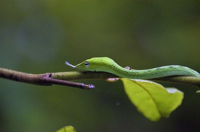 snake
