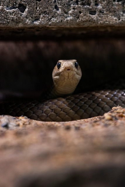 snake